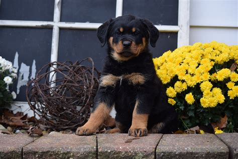 Our striking pedigree of rottweilers are beautiful in appearance, intelligent, and highly trainable. . Rottweiler puppies ohio